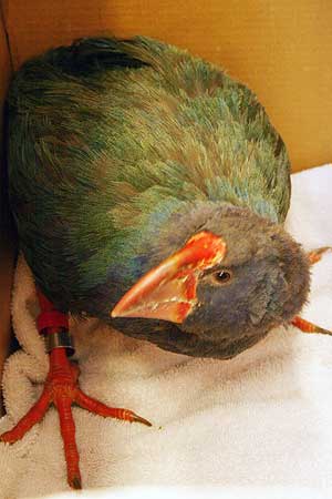 takahe-moa-2008-06.jpg
